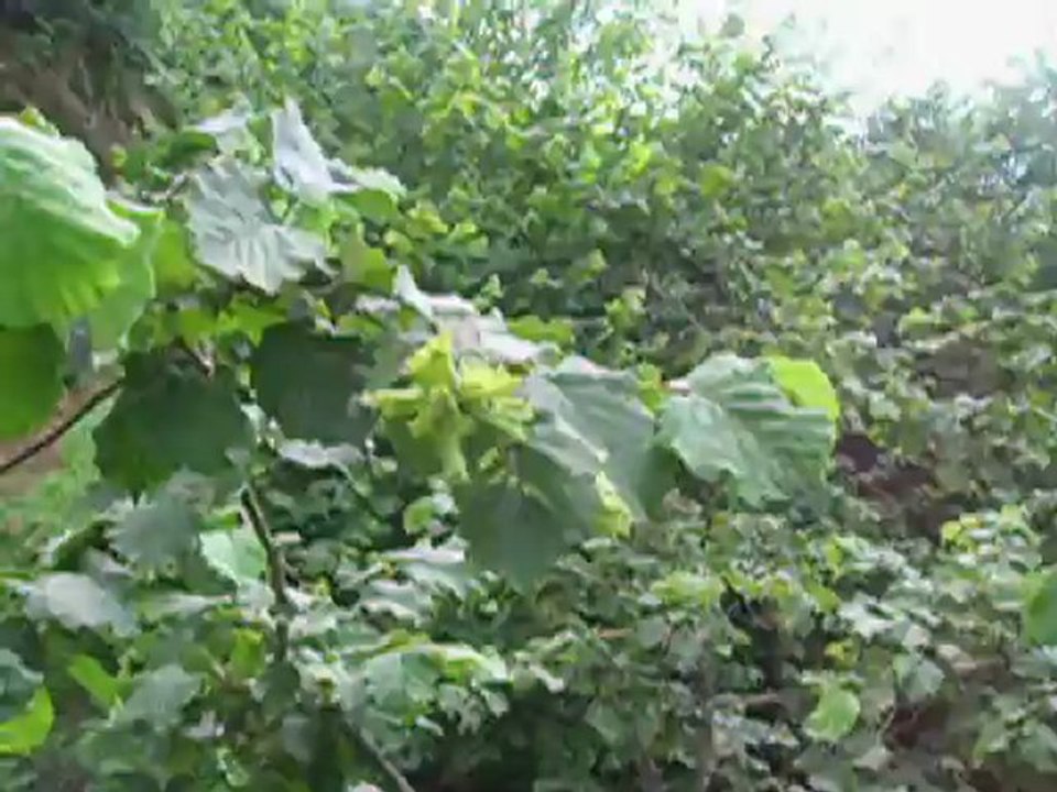 FINDIKTA ÜRÜN BUDAMASI YAPILMIŞ FINDIK DALINDA VERİM