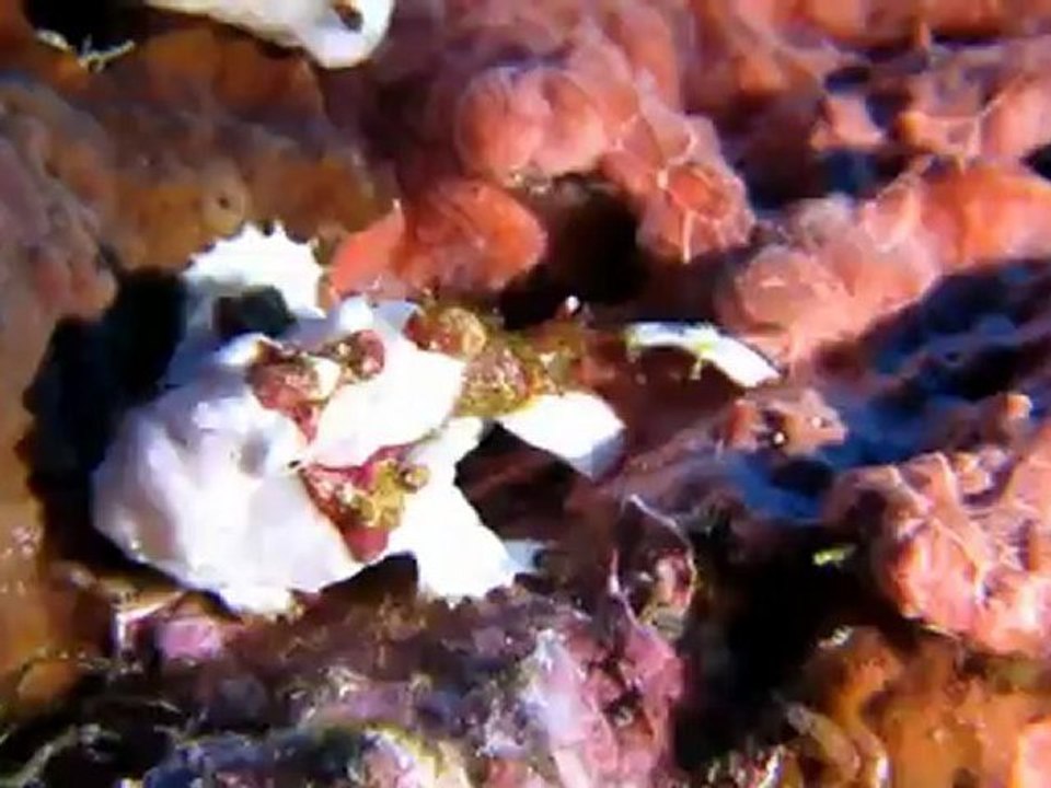 Scuba diving in Cabilao - Philippines