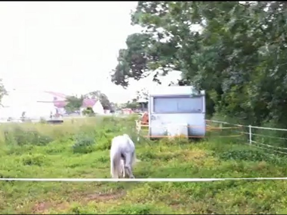 Bambino Du Bois Des Fées