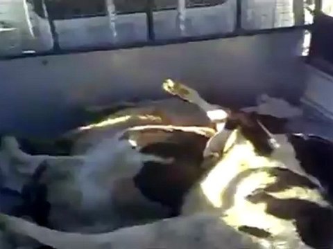 Syria فري برس ريف دمشق اصلاحات بشار قتل المواشي في المقيليبة 8 6 2012 Damascus