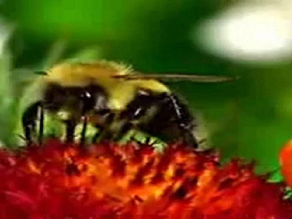 Dire Bon Joumou'a est une Innovation ! bid'a ) Abu Mussab Wajdi Akkari