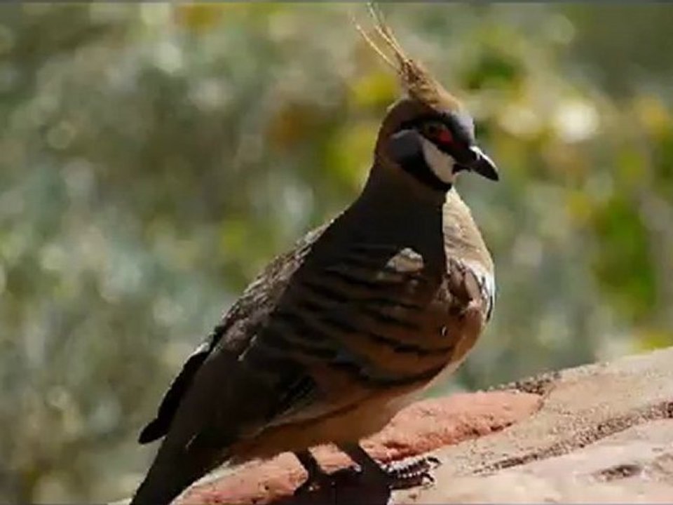 KINGS CANYON