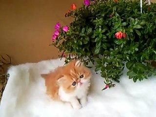 helizio male persan roux et blanc 1 mois