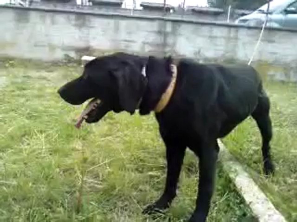Vick