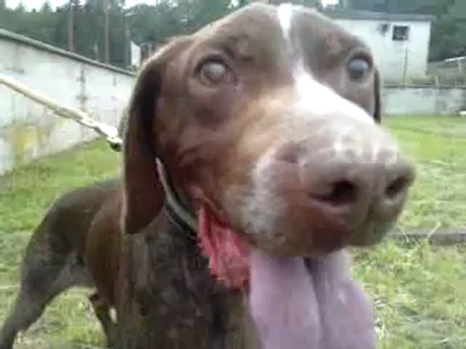 Graham