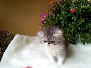 Hiatus persan black silver ?? et blanc