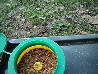 Pêcher la carpe à l'asticot et maggot clip