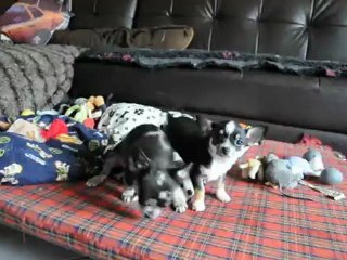 HASTON ET BLUE
