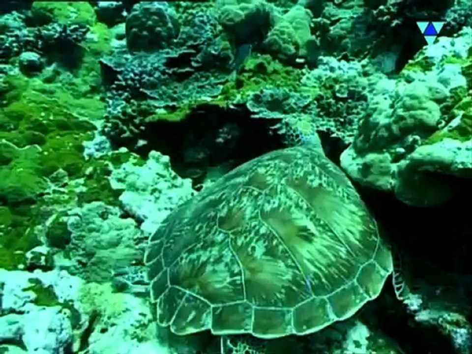 Luxury Maldives Resorts-Royal Island Resort & Spa