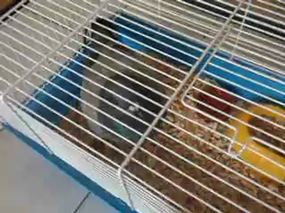 P'tit Fifi