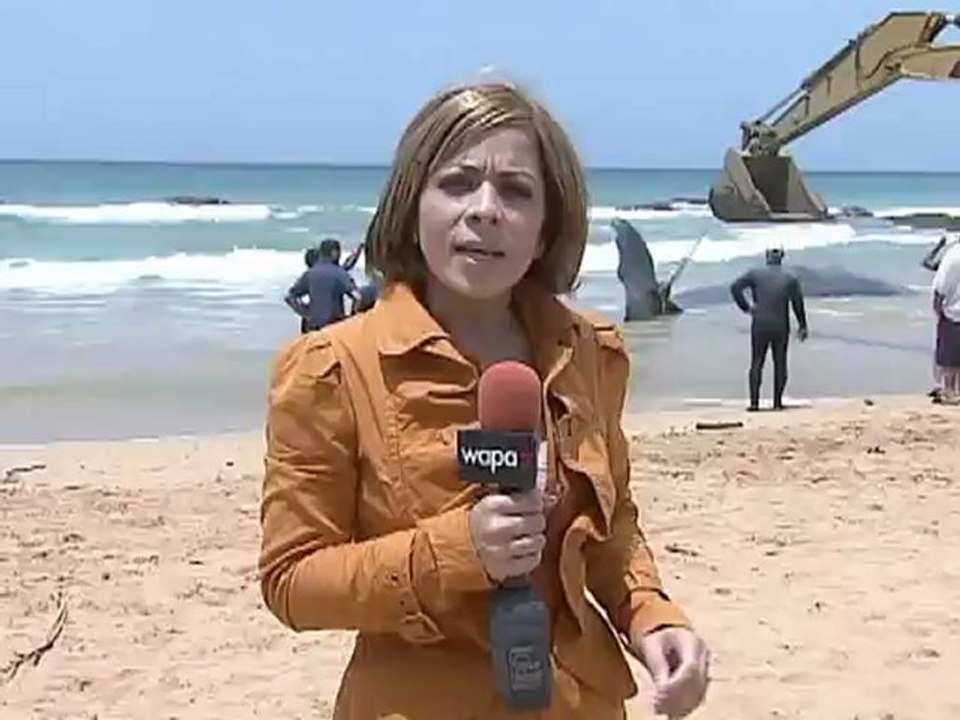 BALLENA VARADA _FTP