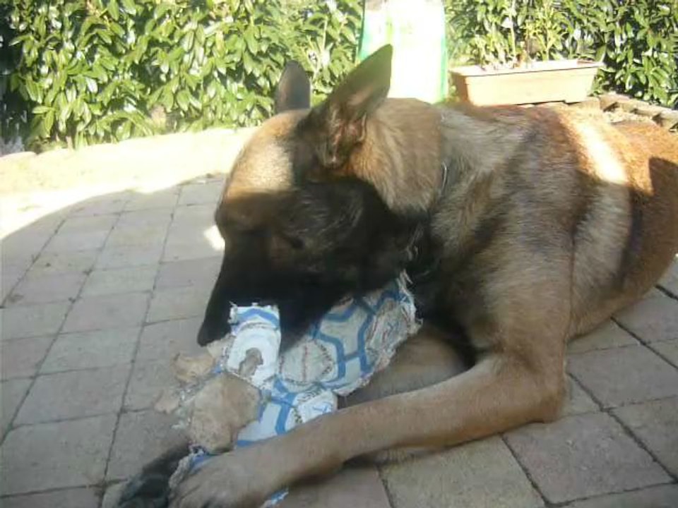 Dodge et son "semblant" de ballon