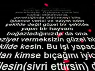 ACELE ETMEMEK,YUMUŞAK HUYLULUK