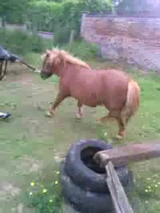 Saut d'obstacle.