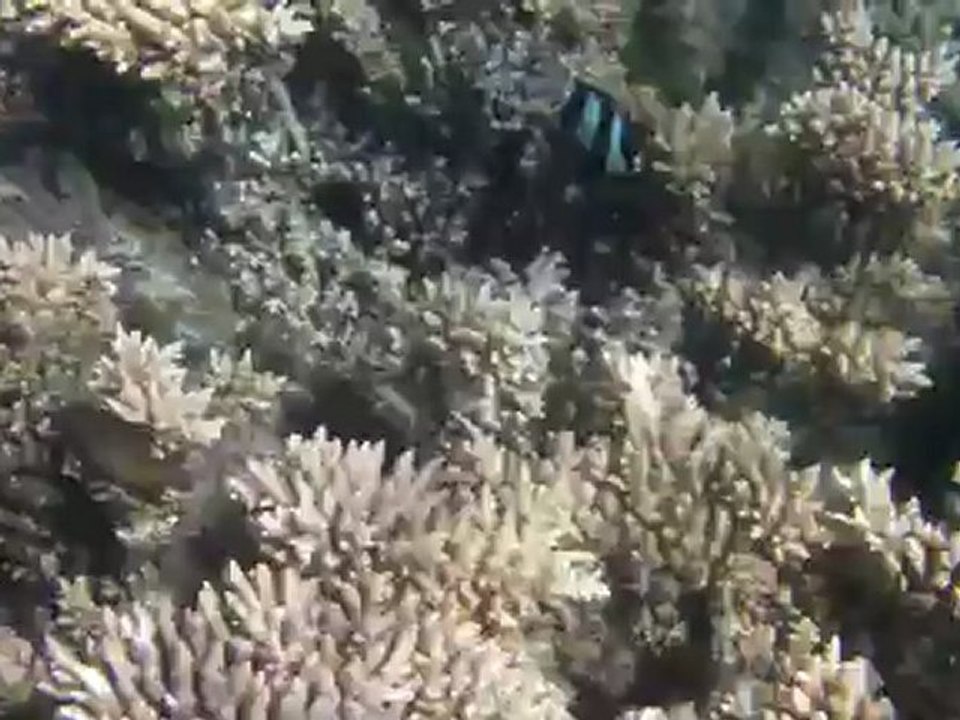 Poisson trompette (Aulostomidae) île Maurice