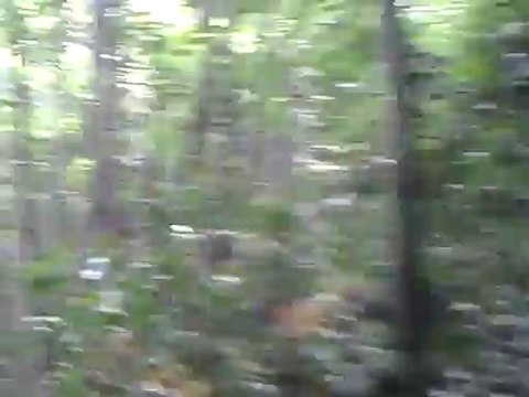 parc sanglier jeune chienne 7 moi la st Hubert ,10 moi la bruno et 1 ans la teckel