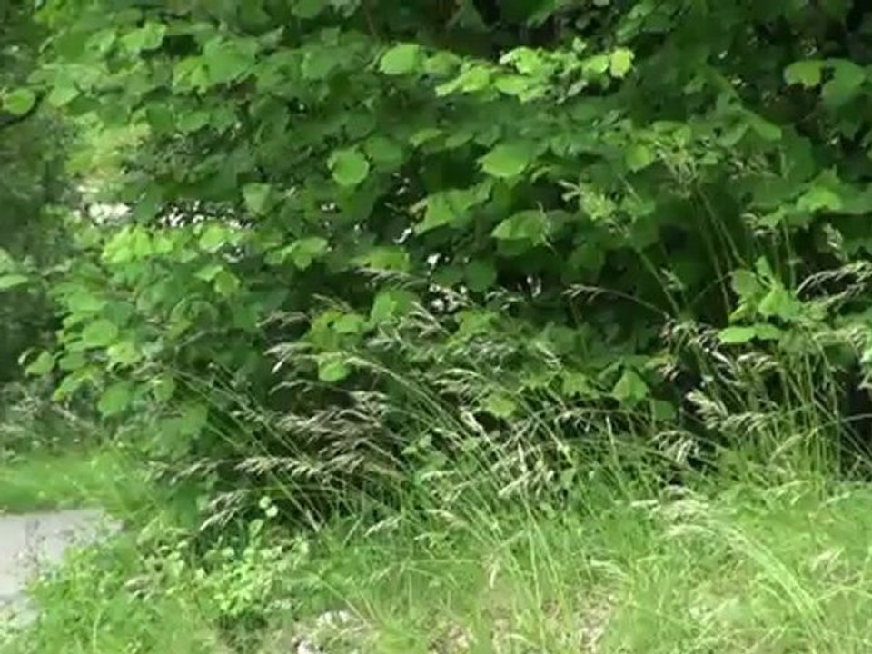 000C Lancia Delta integrale