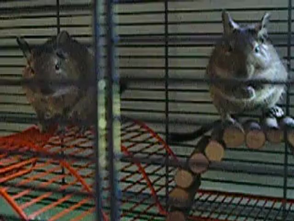 Fripouille et Ratatouille