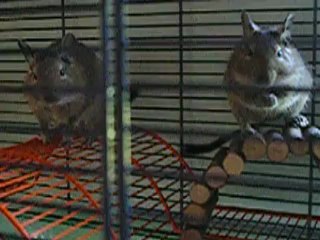 Fripouille et Ratatouille
