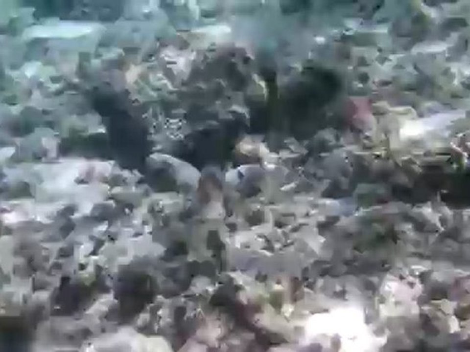 Balistidae Picasso île maurice