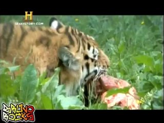 Historia do planeta em 2 horas parte 1