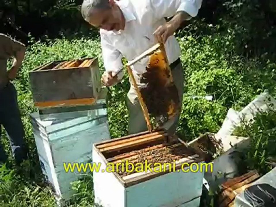 Kestane balı, Şile Kızılcaköy, arıcılık videosu 2012