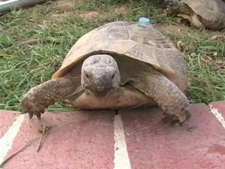 KAPLUMBAĞANIN KARPUZ ZEVKİ, BÖYLE KARPUZMU YENİR