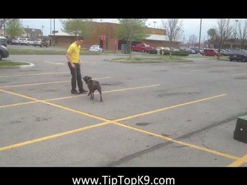 Blue Nose Pit Bull Dog Training - Tulsa, Oklahoma
