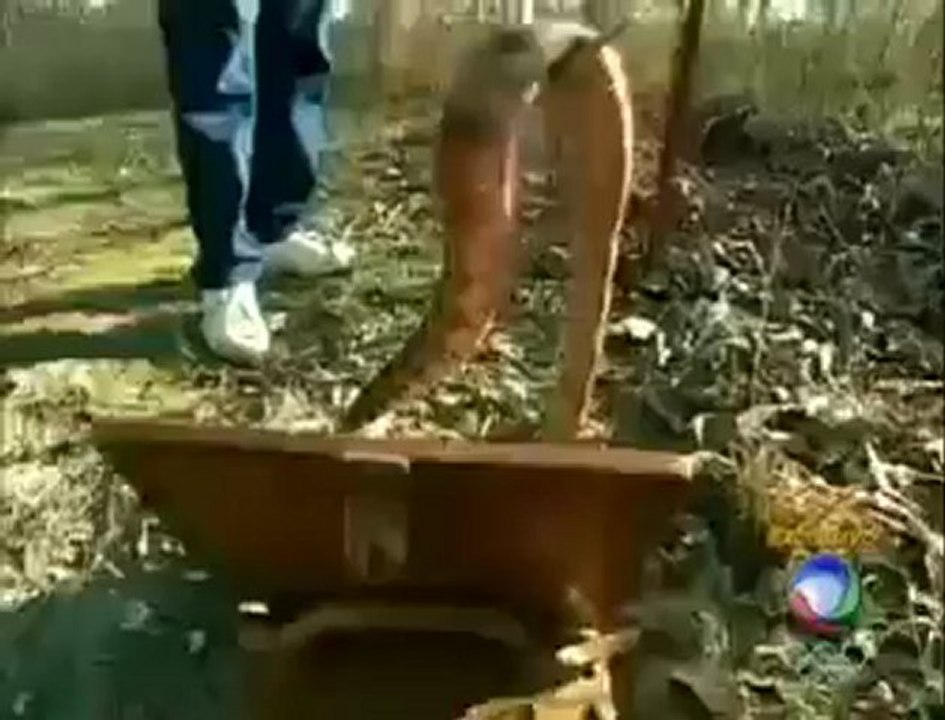 Pastores em cultos com cobras nos EUA leva muitos a morte