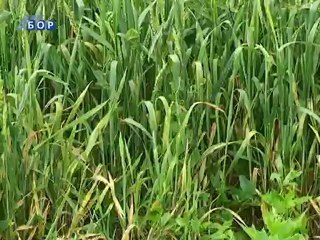 Selo moje, 10. jun 2012.