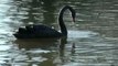 Cygnus atratus Black Swan El CISNE NEGRO en Gijón