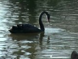 Cygnus atratus Black Swan El CISNE NEGRO en Gijón
