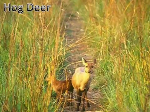 Jim Corbett National Park Tour to Corbett Tiger Reserve