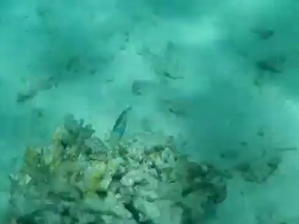 Balistidae Picasso et 2 Chaetodontidae Vagabond