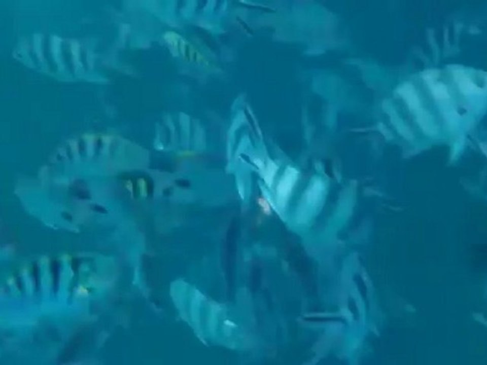 pomacentridae sergent-majors