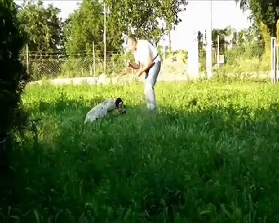 İNGİLİZ POİNTER EĞİTİM