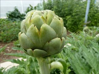 artichauts à la vapeur