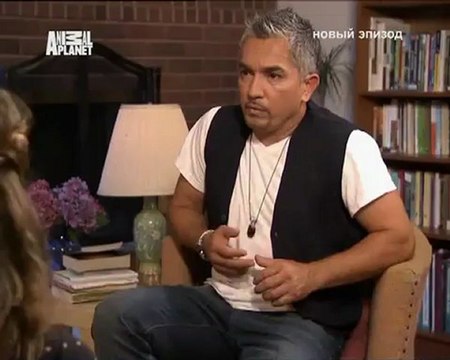 104-Переводчик с собачьего 2008