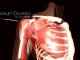 ALPS SURGERY INSTITUTE - Latarjet Courses - 3D Live Surgery - by Novamotion