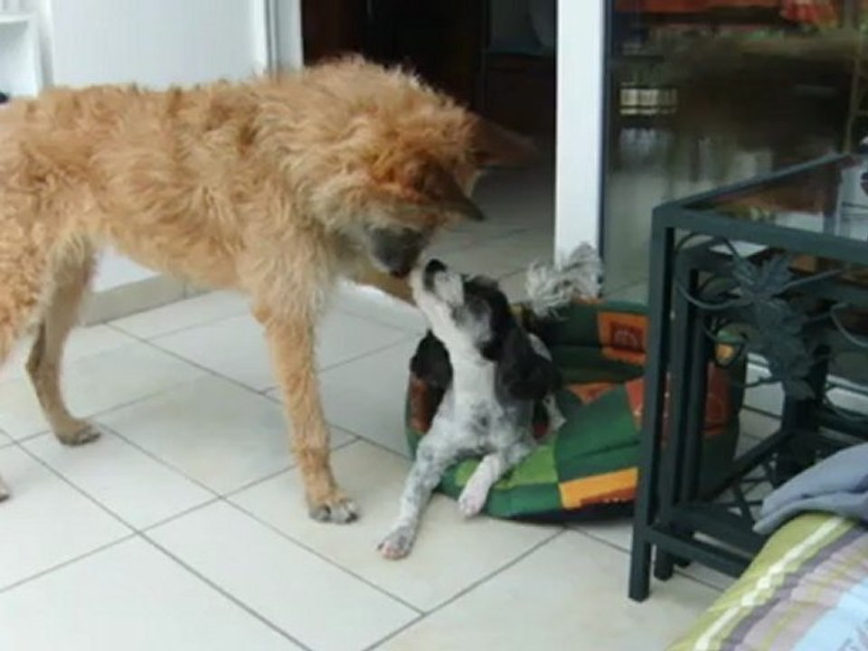 CALIN DE CHIEN