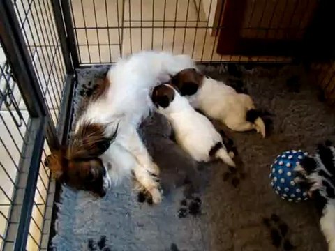 Pause déjeuner pour mes petits chiots phalènes et la minette ;-)