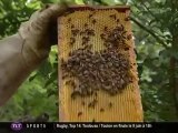Mort des abeilles : en cause les pesticides (Toulouse)
