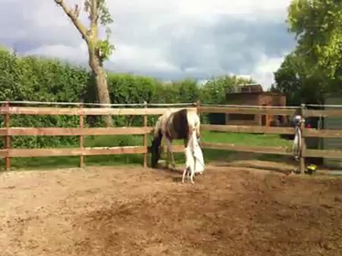 petite séance désensibilisation caramel