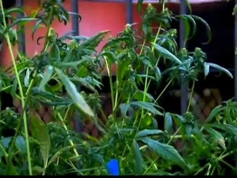 Hemp Protest Staged in Front of the White House
