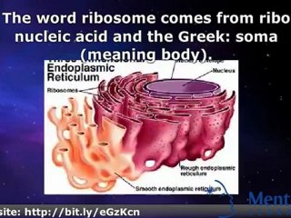 Ribosomes - College Biology
