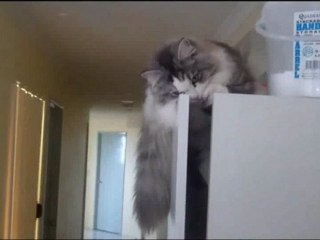 2 SHEBA Le Pue NDE verses the catnip alure of the condomint s and passes through the light into a NDE