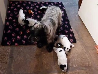 premiers pas des cockers