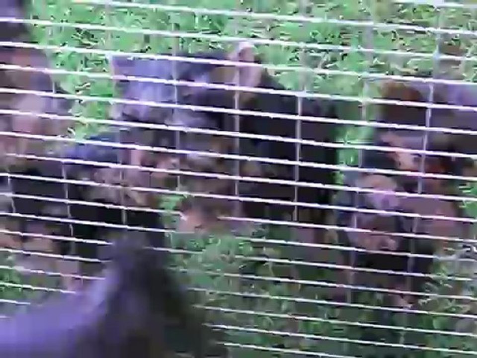 chiots 9 juin 2012