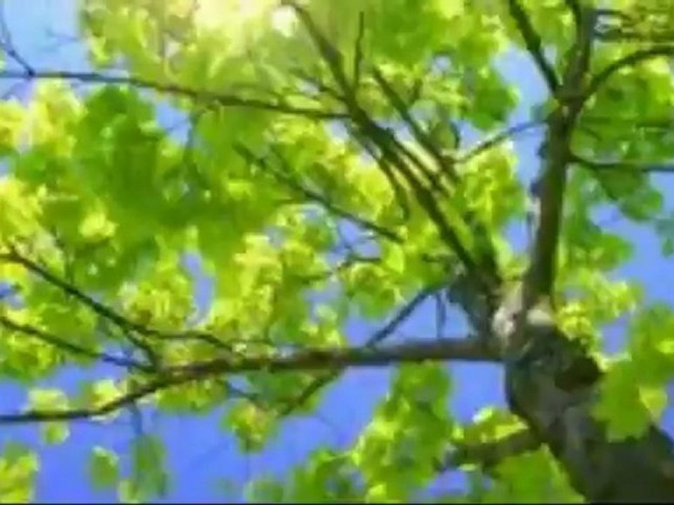 Tree Busters (262) 681-1567