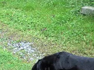 l'homme au travail les femelles en ballade